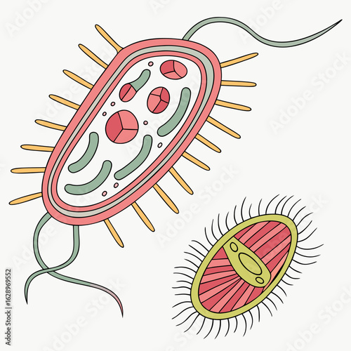 Detailed Illustration of Two Microscopic Organisms with Colorful Cell Structures
