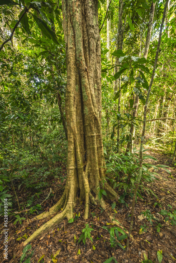 Obraz premium A towering kapok tree in the Amazon rainforest, surrounded by dense greenery and smaller plant species