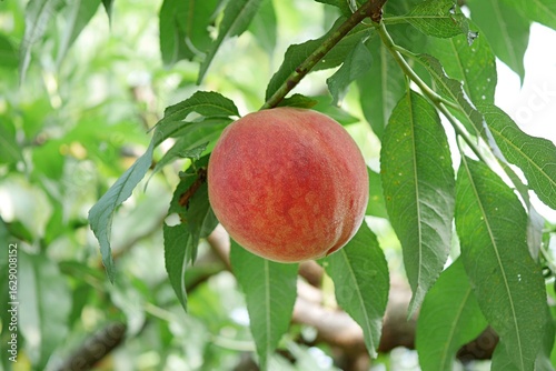 完熟したモモの実20250705