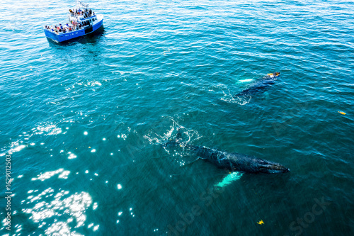 Whale