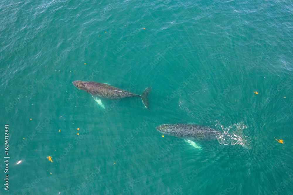 Fototapeta premium Whale