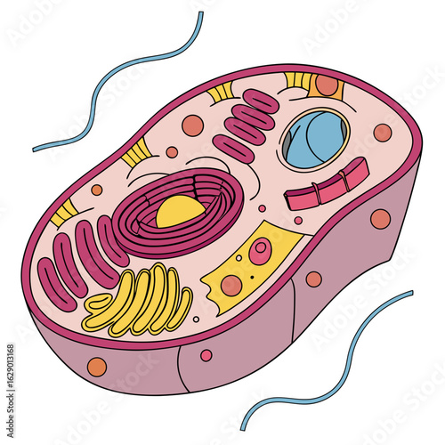 Colorful Illustration of a Cell with Organelles