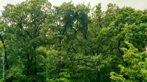 Gentle breeze rustling vibrant green leaves in dense forest canopy, creating peaceful nature scene perfect for relaxation and mindfulness videos
