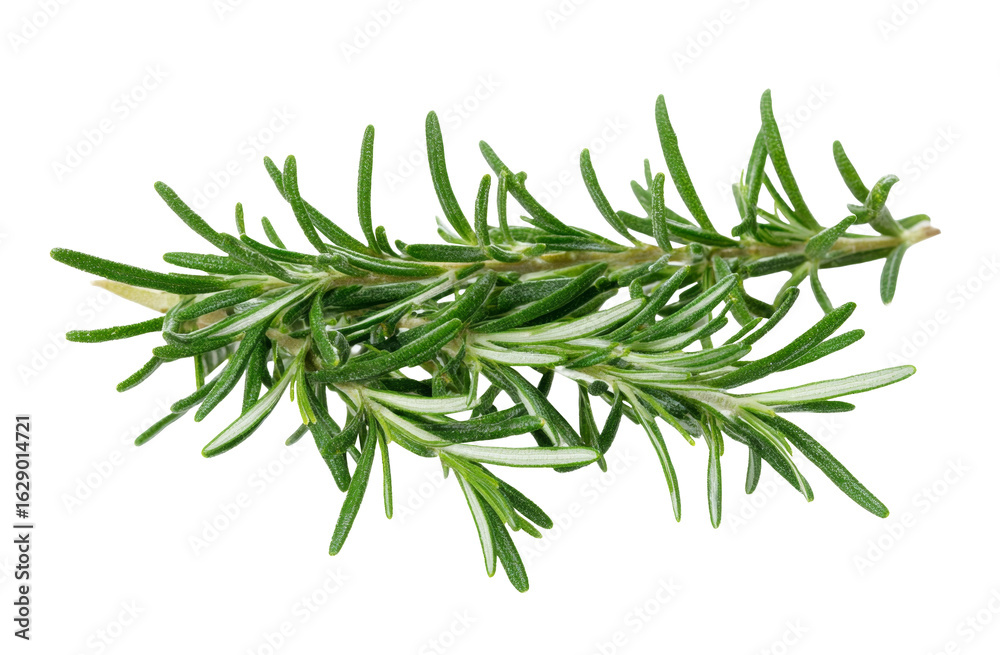 Fototapeta premium rosemary sprig isolated on white background.