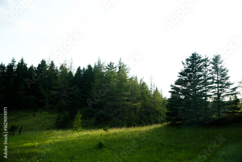 trees in the forest