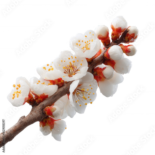 A beautiful branch of delicate white apricot blossoms showcasing vibrant petals against a white isolate background.