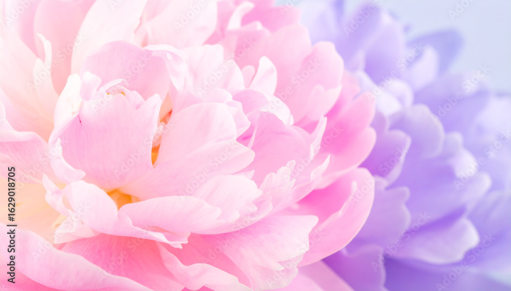 Fototapeta premium Soft Peony Petals: A macro perspective revealing a close-up of peony flower petals in soft shades of pink and purple, radiating serenity and beauty.