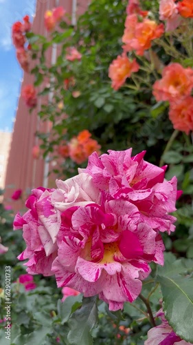 Slow pan shot of red and pink mixed roses to the morning sky
