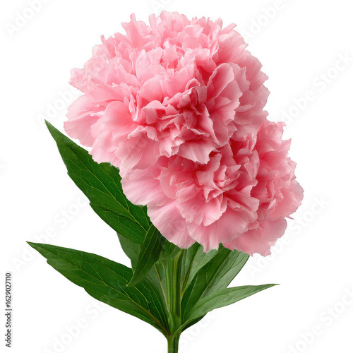 A stunning pink peony flower with lush green leaves, elegantly isolated against a white background, perfect for adding a touch of elegance and beauty to any design.