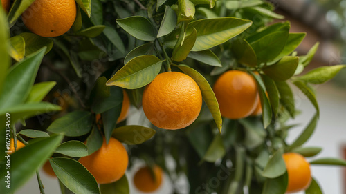 Wallpaper Mural Close up of ripe juicy oranges hanging from a green leafy tree branch Torontodigital.ca