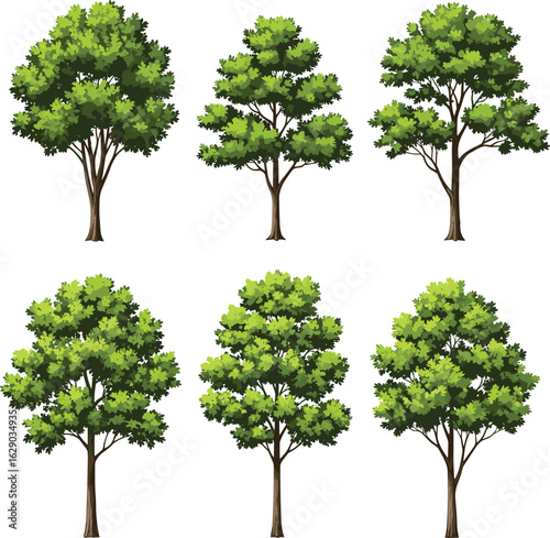 Collection of lush green leafy trees, realistic nature plant elements, natural forest tree set flat vector.eps