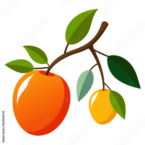 vector illustration of orange fruit