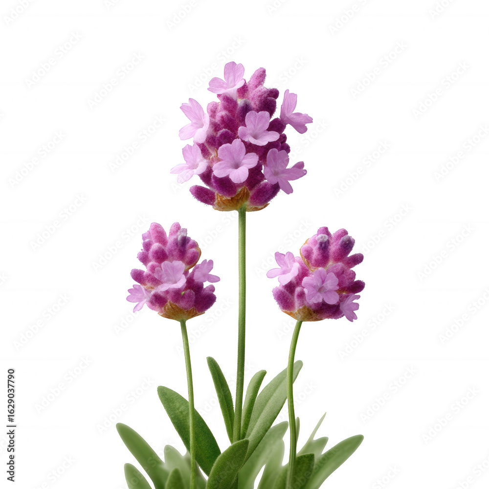Fototapeta premium Lavender flowers bloom gracefully, showcasing delicate purple petals atop sturdy green stems, perfect for adding a touch of nature's beauty to any design.