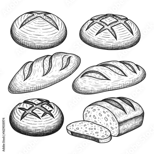 Artisan Sourdough Bread Loaf Vector Collection - Vintage Hand Drawn Sketch Style Illustration Set (Isolated, Transparent Background) 
