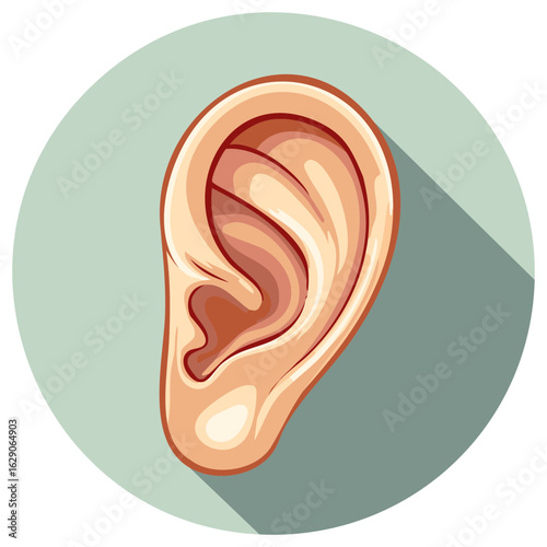 Human Ear Illustration, Anatomy Vector Art of Auditory Organ for Hearing, Medicine