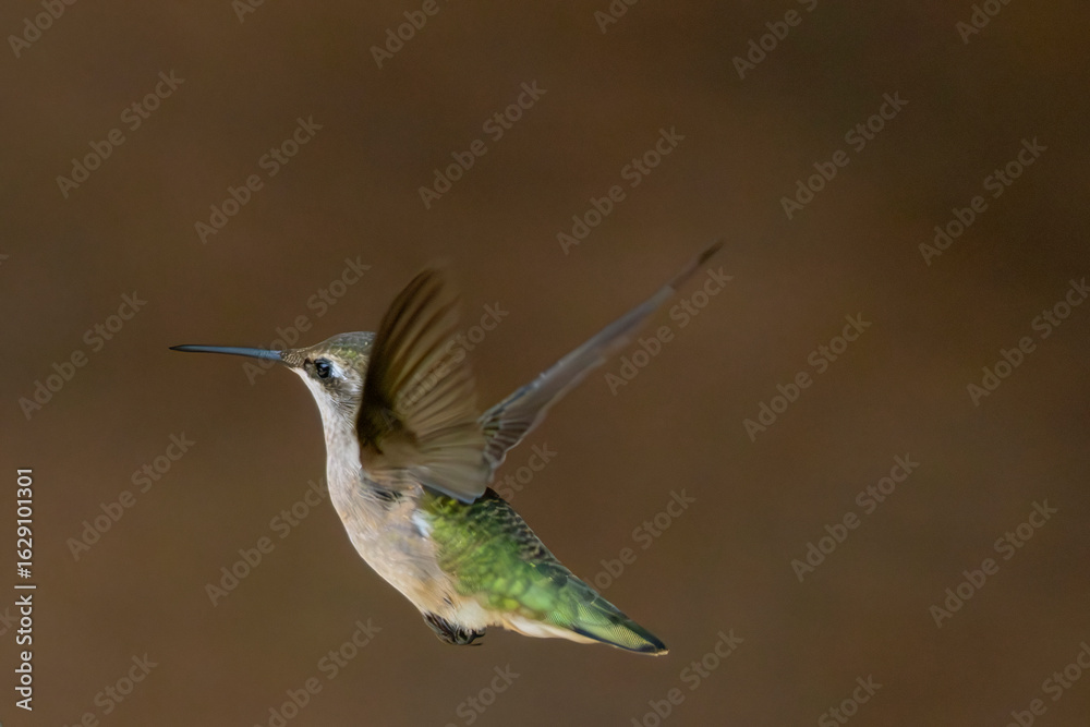Fototapeta premium Telephoto shot of a flying hummingbird.