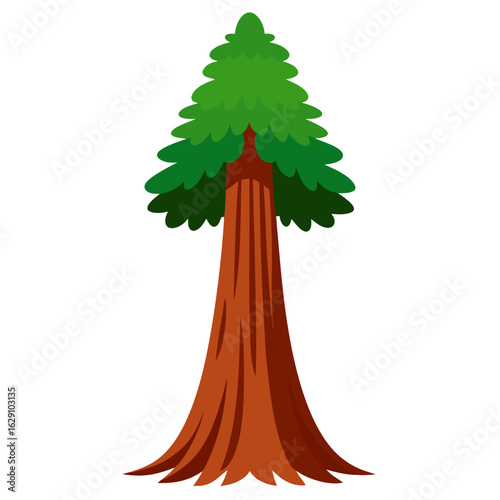 Towering redwood tree with deeply grooved bark vector on white background.