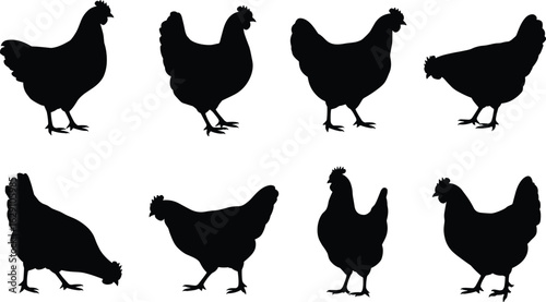 Collection of hen chicken silhouettes, standing and feeding poses, black flat vector illustration, poultry farm animal, agriculture, farming concept.eps
