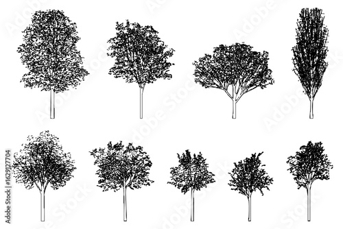 Detailed tree sketch vector line art on transparent background. Perfect for architectural designs, landscape plans, and artistic illustrations.