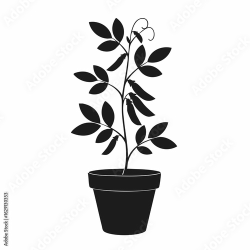 Silhouette of a Pea Plant Growing in a Decorative Pot