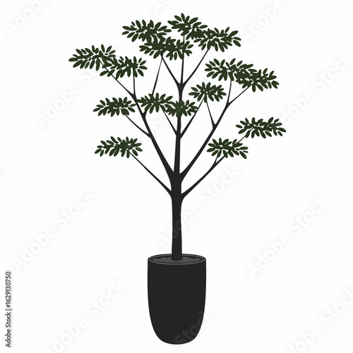 Silhouetted potted tree with lush foliage