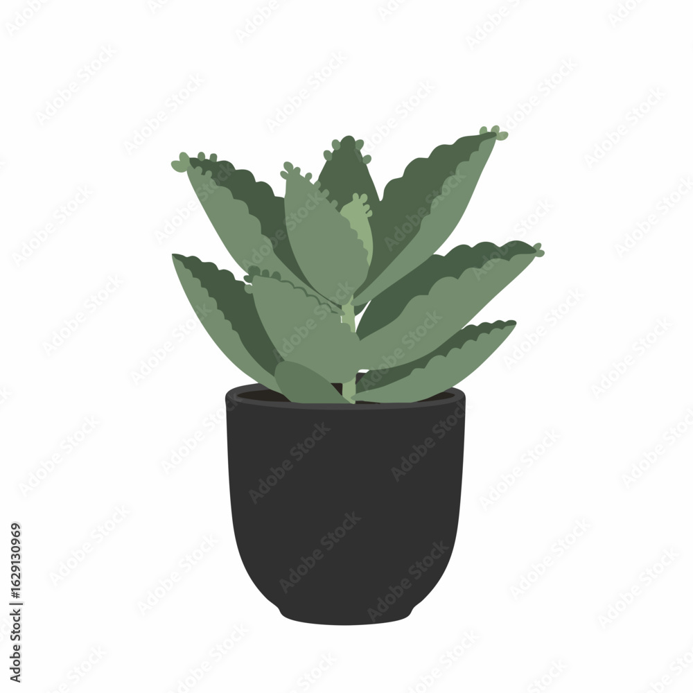 Fototapeta premium Vibrant Succulent Plant in a Dark Pot