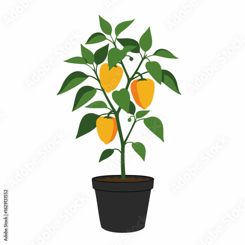 Potted Yellow Pepper Plant with Lush Green Foliage