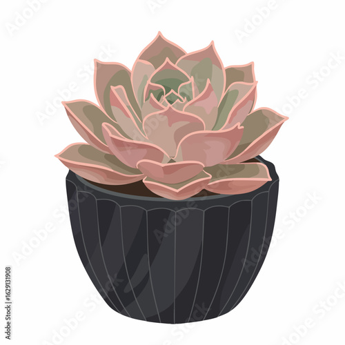 Pink Echeveria Succulent in Dark Pot, Detailed Illustration