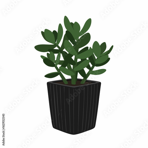 Vibrant Jade Plant in a Stylish Square Pot