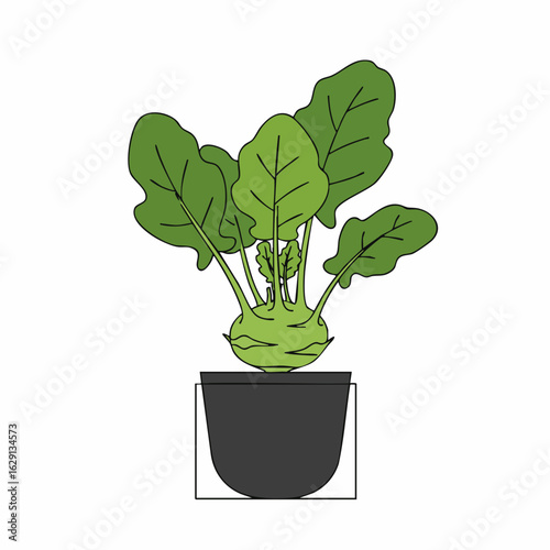 Freshly Grown Kohlrabi Plant in a Simple Black Pot, Green Leaves