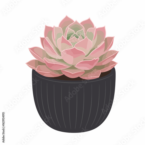 Elegant Echeveria Succulent with Pink-Tinged Leaves in a Fluted Dark Pot
