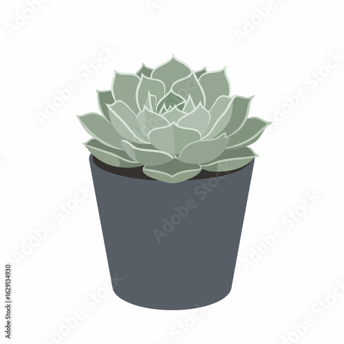 Serene Echeveria Succulent in a Gray Pot