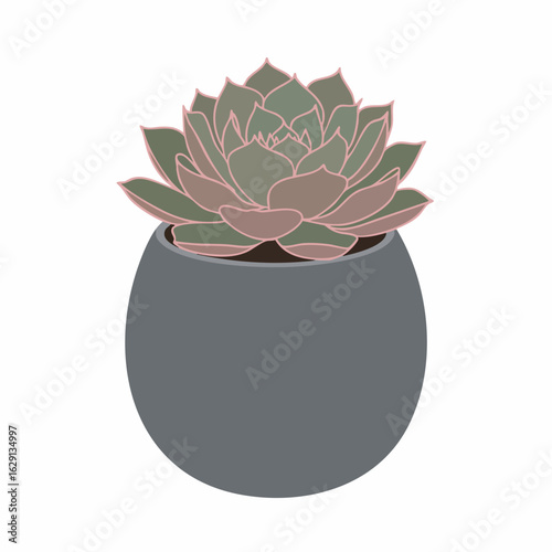 Elegant Echeveria Succulent in a Grey Pot