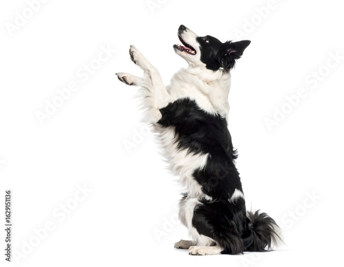 Black and white dog standing on hind legs