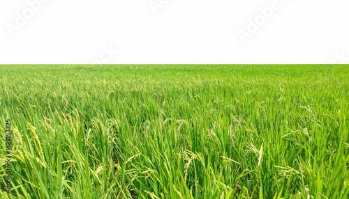 Lush green rice paddy field
