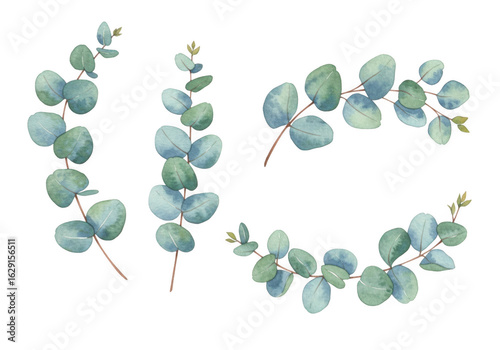 Eucalyptus leaves isolated on transparent background