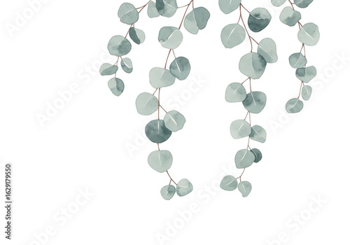 Eucalyptus leaves isolated on transparent background