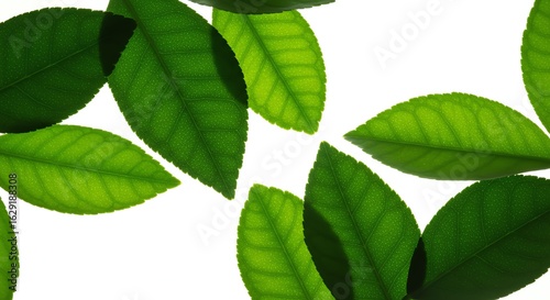 Bright Green Tea Leaves Fresh Organic Natural Greenery Background