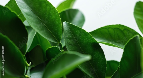 Green Tea Leaves Close Up Fresh Vibrant Natural Organic