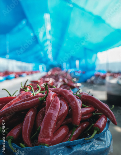 Variety of red chili peppers
