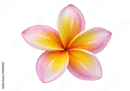 Vibrant Plumeria Blossom with Delicate Pink Edges and Golden Yellow Center
