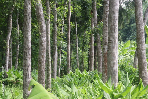 Swietenia mahagoni tree plant on farm