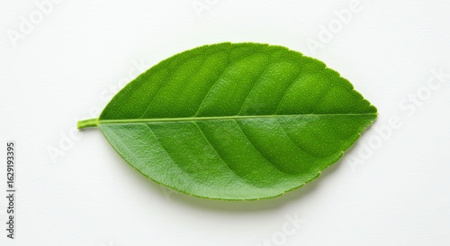 Fresh Green Leaf with Veins on White Background for Natural and Organic Product Marketing