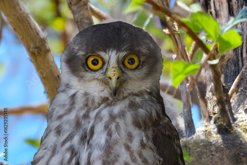 Schilderij op canvas this is a close up of a barking owl