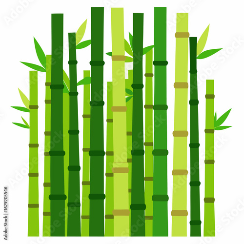 Dense bamboo grove with tall green stalks vector on white background.