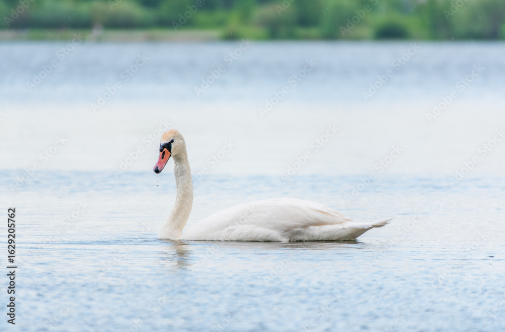 Fototapeta premium Graceful white Swan swimming in the lake, swans in the wild. Portrait of a white swan swimming on a lake.