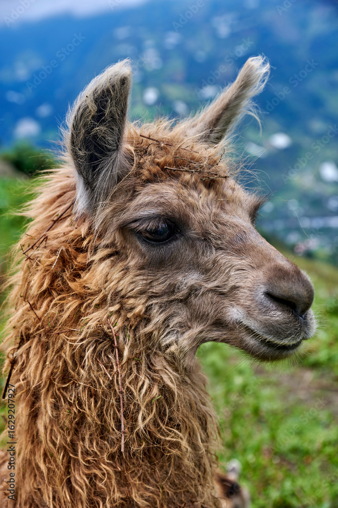 Fototapeta premium Llama with thick, curly fur stands on lush green hillside, showcasing its unique features against a blurred mountainous backdrop, embodying the essence of Andean wildlife in Ecuador, Latin America