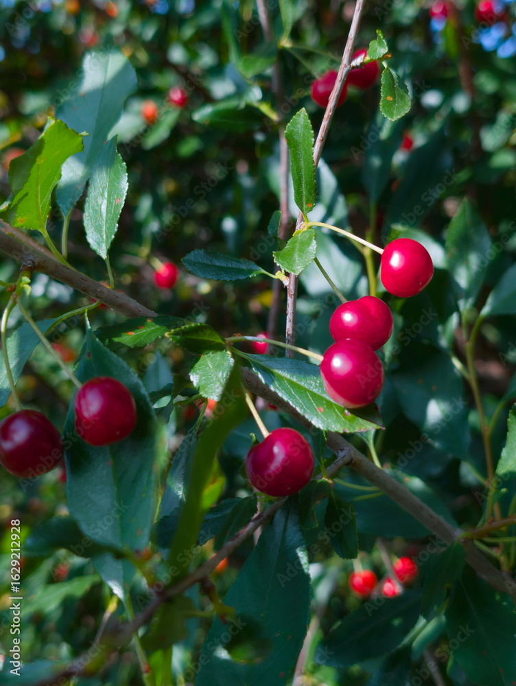 Obraz premium Bright red berries grow abundantly on a lush green shrub in a garden during early autumn, inviting visitors to admire their vibrant colors and rich texture