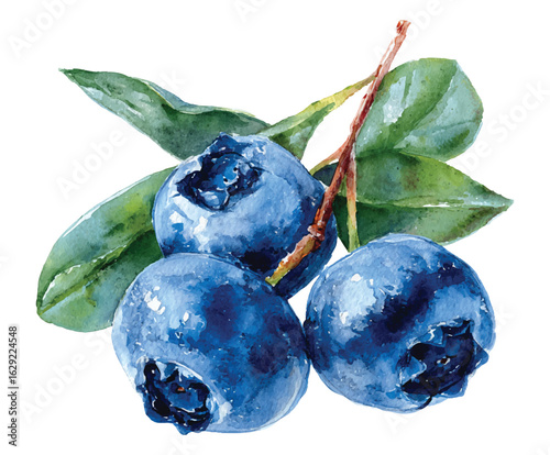 Blueberry Branch Illustration Vector Graphic Design: Blue Berries, Garden Fruit, Healthy Food, Cooking Ingredient, Foodie Art, Natural Food Source