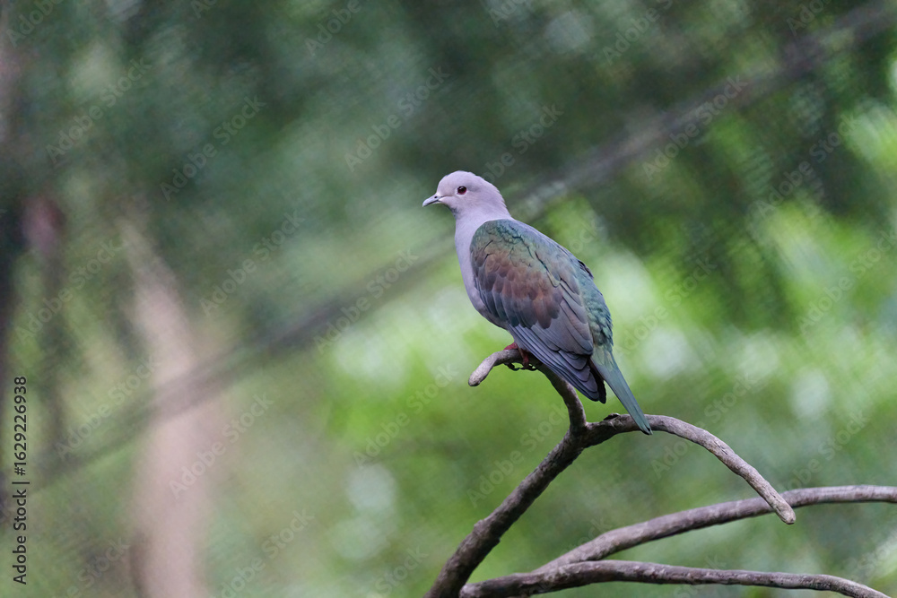 Fototapeta premium Green Imperial Pigeon (Ducula aenea) perched on branch with soft blurred tropical foliage background in Hong Kong. Large arboreal pigeon with iridescent green wings, pale vinaceous-gray body, and red 